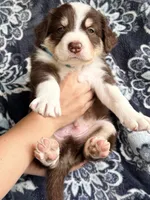 Boy 4, a male Border Collie for sale in Manor, TX – Photo 1 of 2