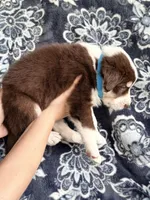 Boy 4, a male Border Collie for sale in Manor, TX – Photo 2 of 2