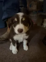 Boy 4, a male Border Collie for sale in Manor, TX – 3 of 3