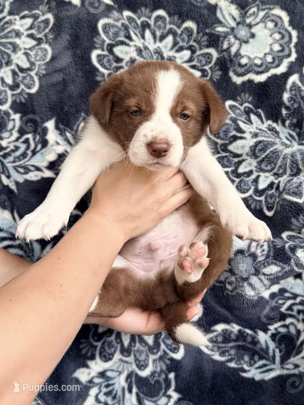 Boy 8 – Border Collie puppy for sale in Manor, TX