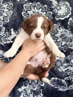 Boy 8, a male Border Collie for sale in Manor, TX – Photo 1 of 2