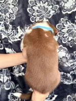 Boy 8, a male Border Collie for sale in Manor, TX – Photo 2 of 2