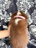 Girl 6, a female Border Collie for sale in Manor, TX – Photo 2 of 2