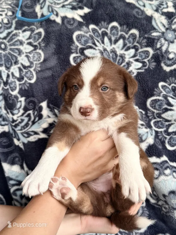 Girl 6 – Border Collie puppy for sale in Manor, TX