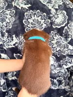 Boy 7, a male Border Collie for sale in Manor, TX – Photo 2 of 2