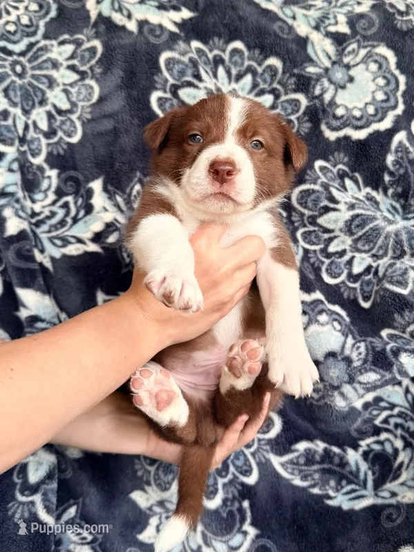 Boy 7 – Border Collie puppy for sale in Manor, TX