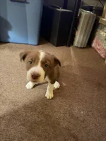 Boy 7, a male Border Collie for sale in Manor, TX – 3 of 3