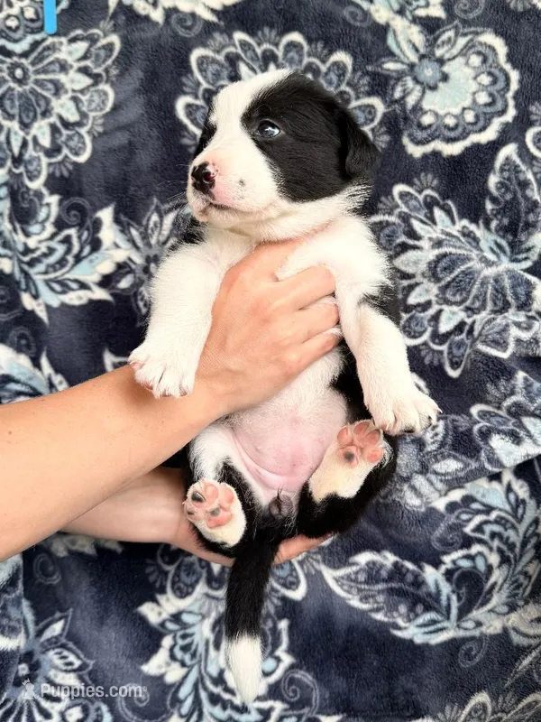 Girl 2 – Border Collie puppy for sale in Manor, TX