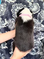 Girl 2, a female Border Collie for sale in Manor, TX – Photo 2 of 2