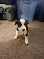 Girl 2, a female Border Collie for sale in Manor, TX – 3 of 3