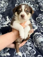 Girl 5, a female Border Collie for sale in Manor, TX – Photo 1 of 2