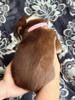 Girl 5, a female Border Collie for sale in Manor, TX – Photo 2 of 2