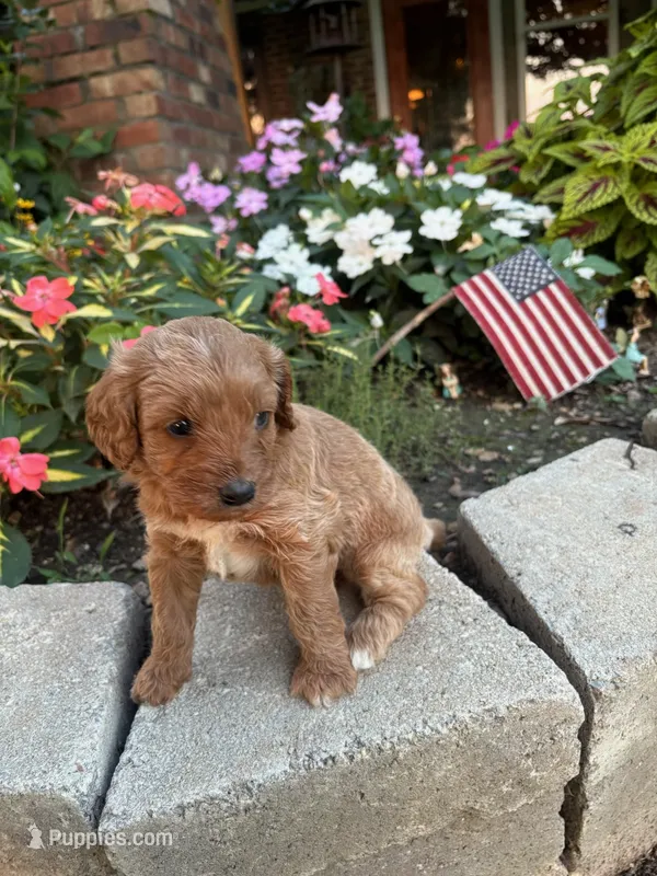 Charlie – Cavapoo puppy for sale in Lawrenceburg, TN