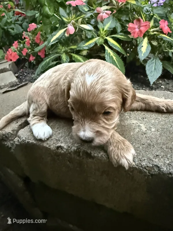 Male 2 – Cavapoo puppy for sale in Lawrenceburg, TN
