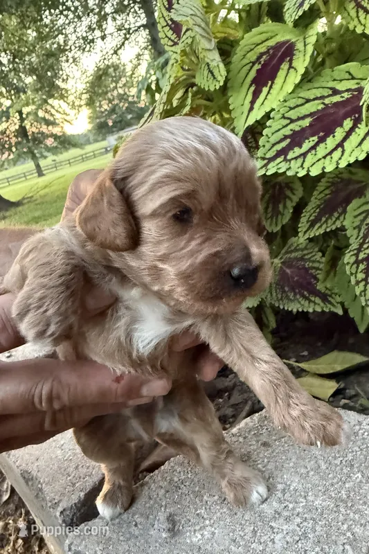 Male #1 – Cavapoo puppy for sale in Lawrenceburg, TN