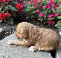 Male 3, a male Cavapoo for sale in Lawrenceburg, TN – 2 of 3