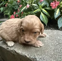Coco, a female Cavapoo for sale in Lawrenceburg, TN – 4 of 4