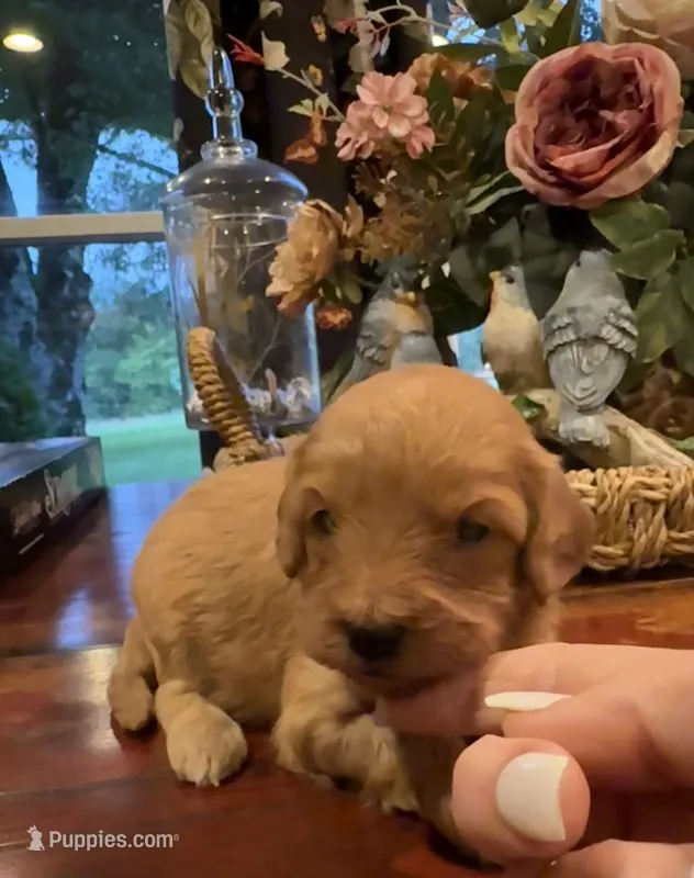 Coco – Cavapoo puppy for sale in Lawrenceburg, TN