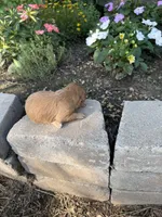Female 1, a female Cavapoo for sale in Lawrenceburg, TN – 3 of 3