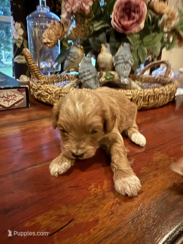 Charlie – Cavapoo puppy for sale in Lawrenceburg, TN