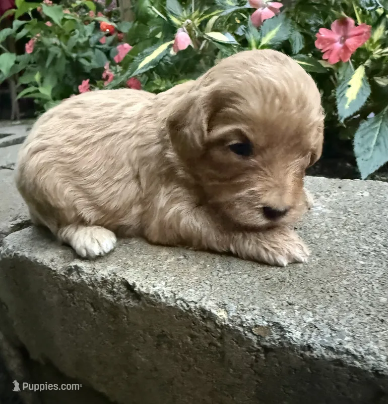 Female  – Cavapoo puppy for sale in Lawrenceburg, TN