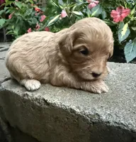 Coco, a female Cavapoo for sale in Lawrenceburg, TN – 1 of 4