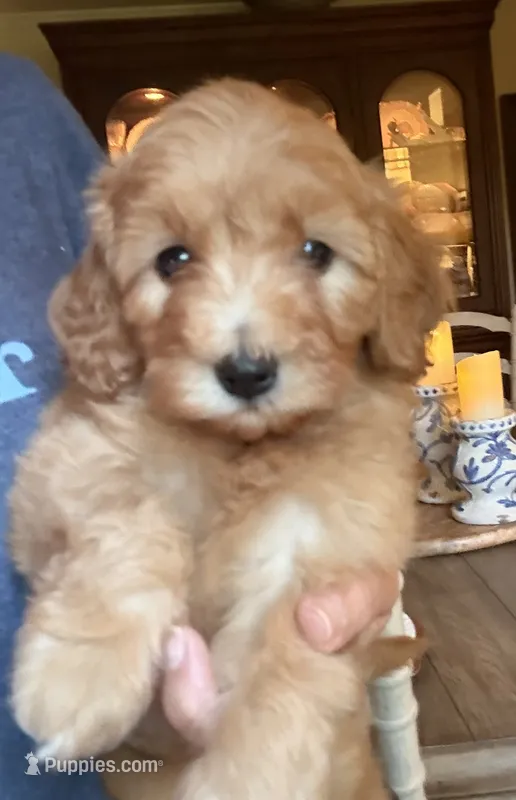 Coco – Cavapoo puppy for sale in Lawrenceburg, TN
