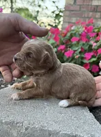 Male 2, a male Cavapoo for sale in Lawrenceburg, TN – 2 of 2