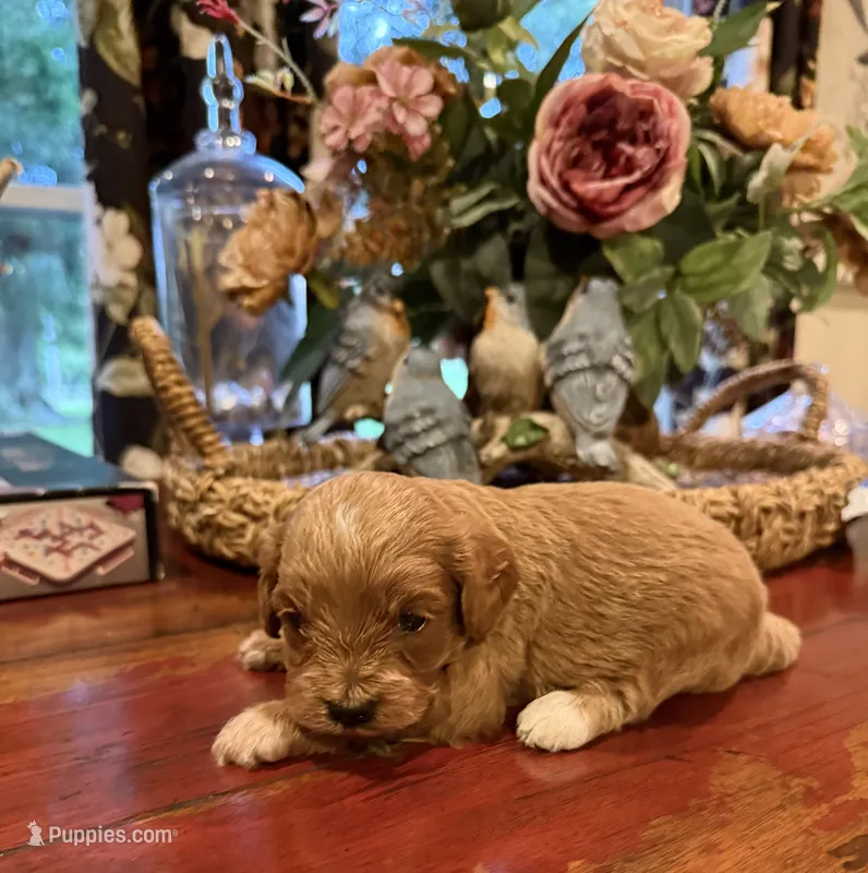 Charlie – Cavapoo puppy for sale in Lawrenceburg, TN