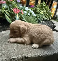 Coco, a female Cavapoo for sale in Lawrenceburg, TN – 2 of 4
