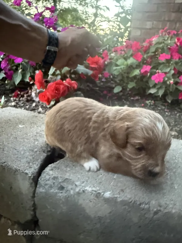 Male #4 – Cavapoo puppy for sale in Lawrenceburg, TN