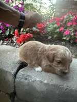 Male #4, a male Cavapoo for sale in Lawrenceburg, TN – 1 of 1