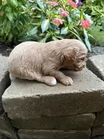 Charlie, a male Cavapoo for sale in Lawrenceburg, TN – 4 of 5
