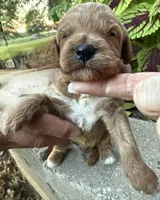 Charlie, a male Cavapoo for sale in Lawrenceburg, TN – 2 of 5