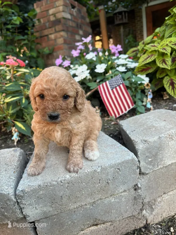 Sully  – Cavapoo puppy for sale in Lawrenceburg, TN