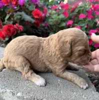 Male 3, a male Cavapoo for sale in Lawrenceburg, TN – 3 of 3
