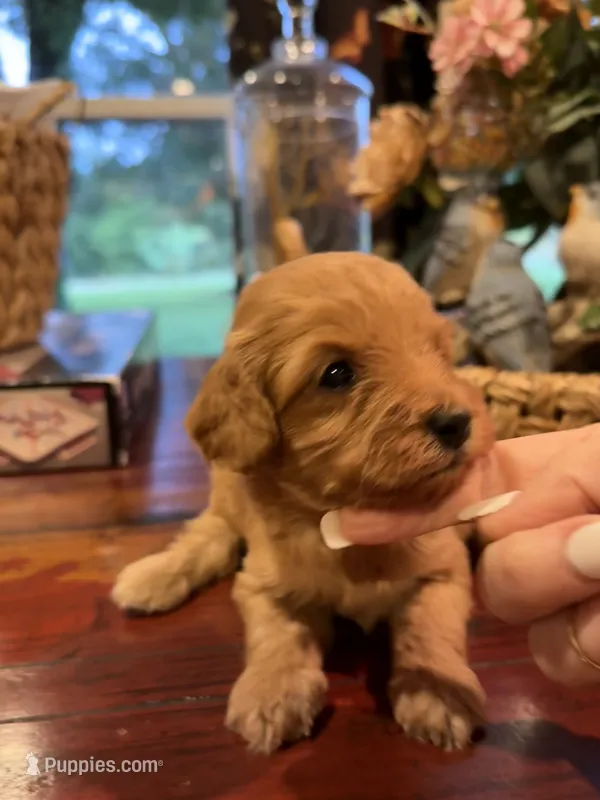 Coco – Cavapoo puppy for sale in Lawrenceburg, TN