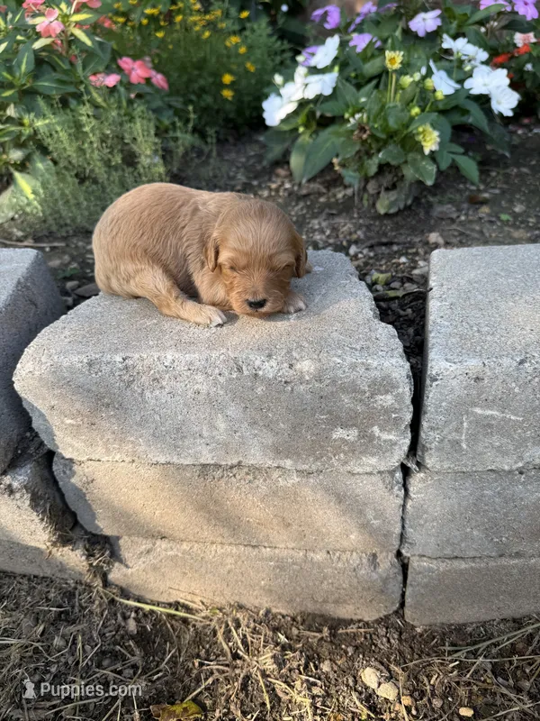 Female 1 – Cavapoo puppy for sale in Lawrenceburg, TN