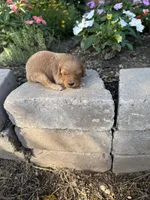 Female 1, a female Cavapoo for sale in Lawrenceburg, TN – 1 of 3