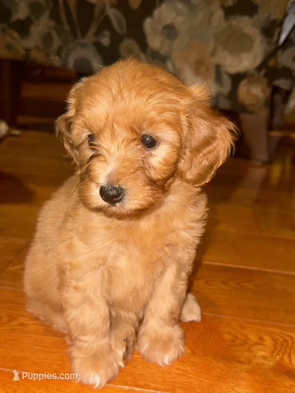 Coco – Cavapoo puppy for sale in Lawrenceburg, TN