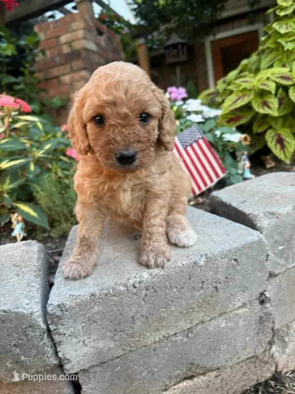 Sully  – Cavapoo puppy for sale in Lawrenceburg, TN
