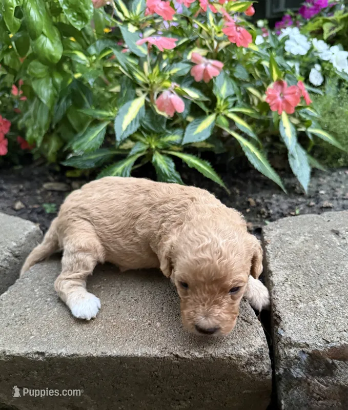 Male 3 – Cavapoo puppy for sale in Lawrenceburg, TN