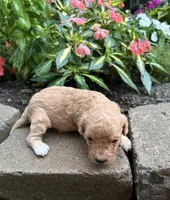 Sully , a male Cavapoo for sale in Lawrenceburg, TN – 1 of 3