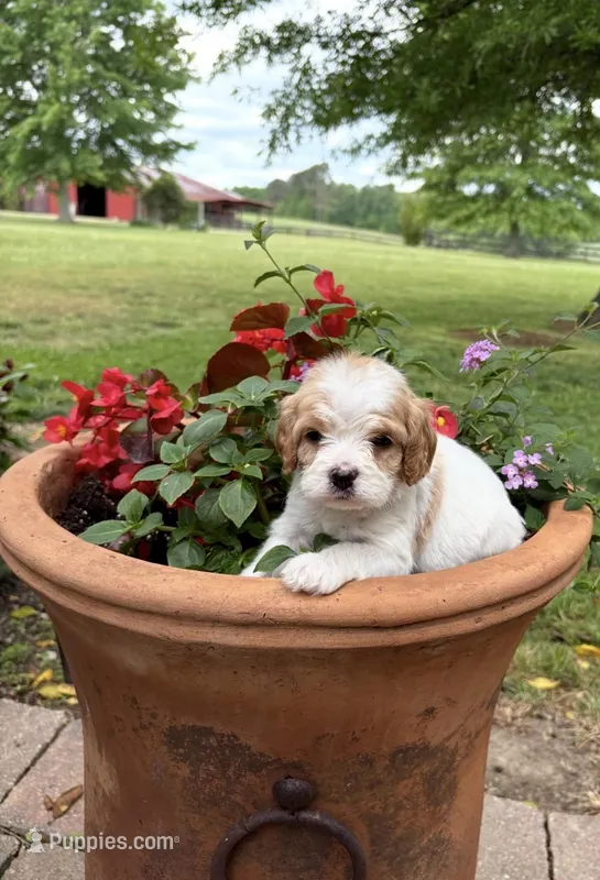 Bailey – Cavapoo puppy for sale in Lawrenceburg, TN