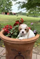 Bailey, a male Cavapoo for sale in Lawrenceburg, TN – 1 of 3