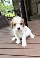 Bailey, a male Cavapoo for sale in Lawrenceburg, TN – 2 of 3