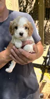 Bailey, a male Cavapoo for sale in Lawrenceburg, TN – 3 of 3