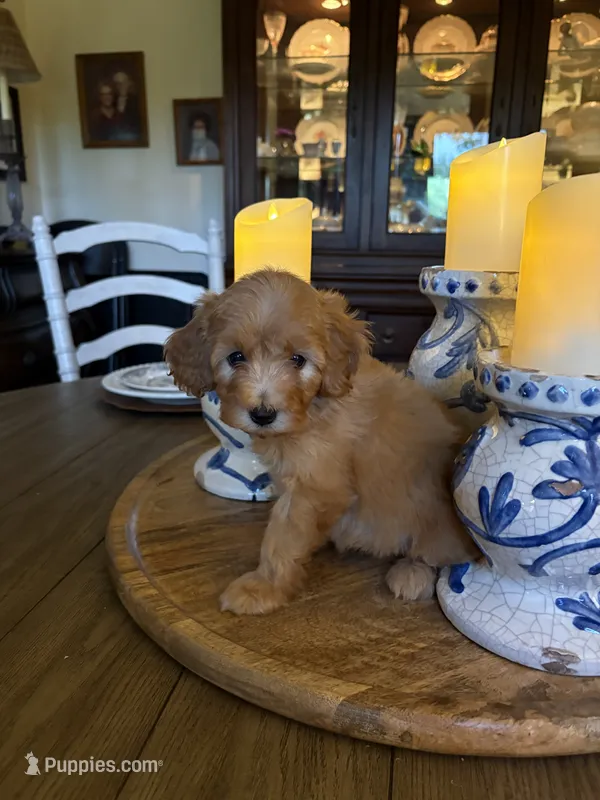 Coco – Cavapoo puppy for sale in Lawrenceburg, TN
