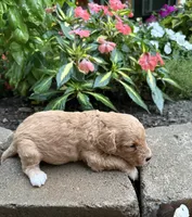 Sully , a male Cavapoo for sale in Lawrenceburg, TN – 2 of 3