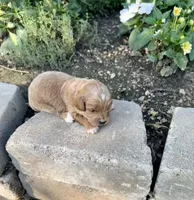 Male #1, a male Cavapoo for sale in Lawrenceburg, TN – 3 of 3